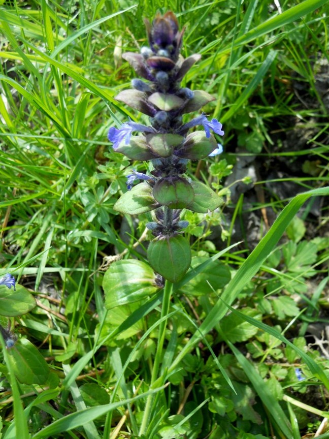 Ajuga reptans